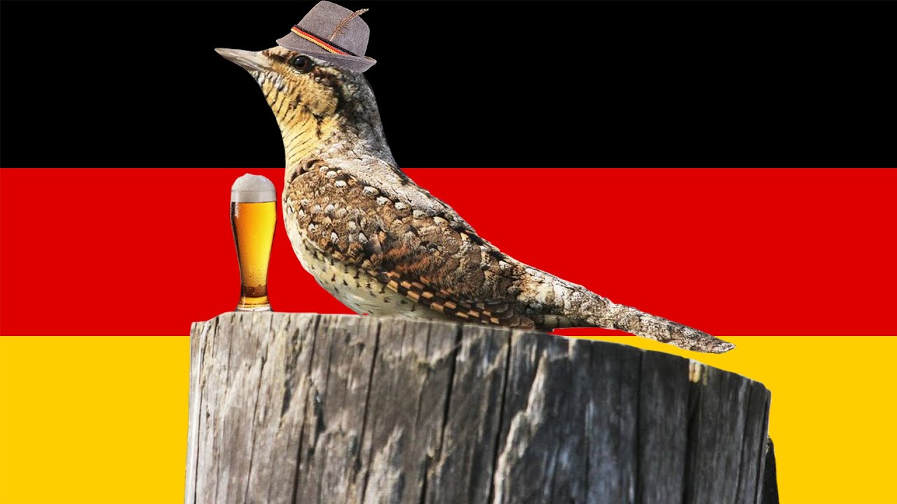 How To Say Bird In German YouTube