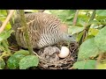 Zebra dove birds Feed the baby in the nest well [ Review Bird Nest ]