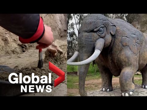 Chilean scientists discover 12,000-year-old elephant remains