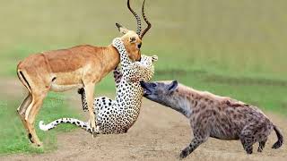 OMG! Hyenas Really Want To Save Impala From Leopard Hunting – King Hyena Steal Prey of Leopard