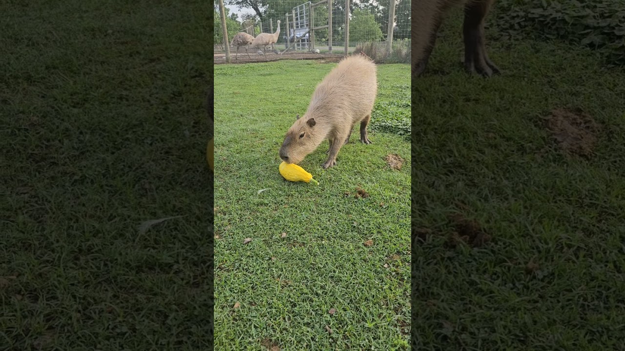 Big Capybara Feeding