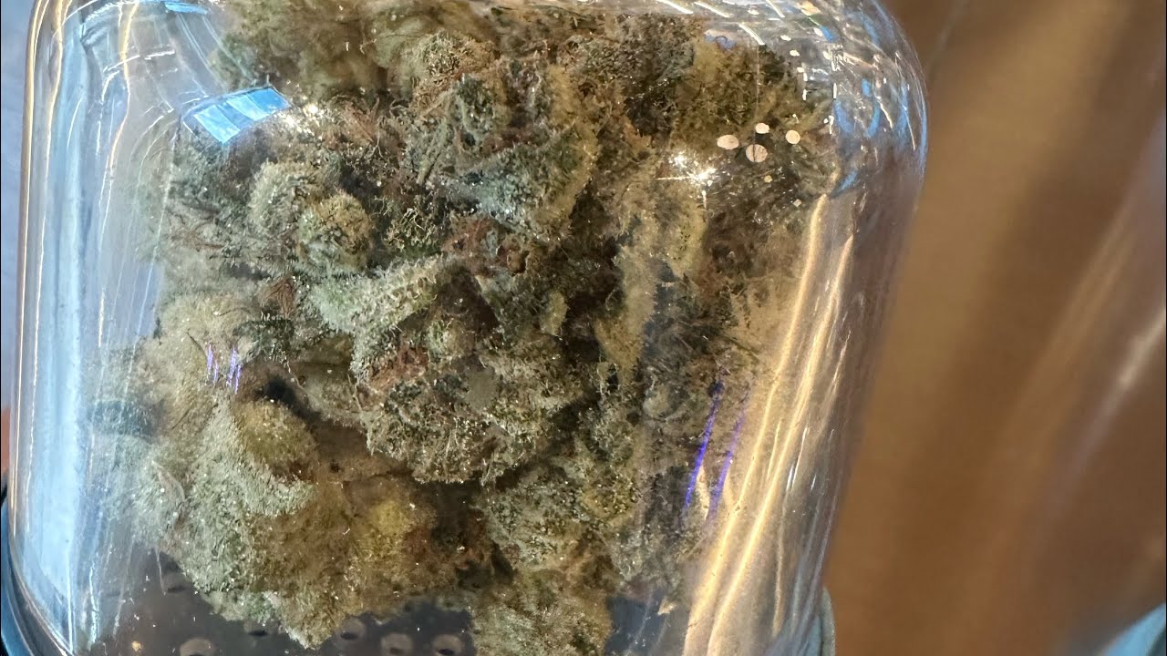 Cookies, dispensary, Colorado YouTube