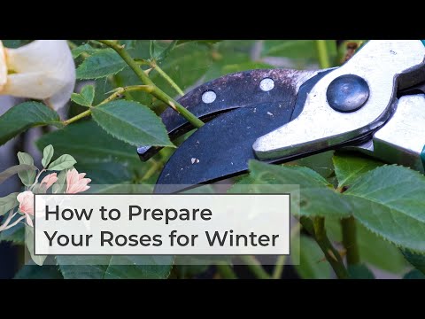 Vídeo: Roses Winter Care: preparando rosas para o inverno