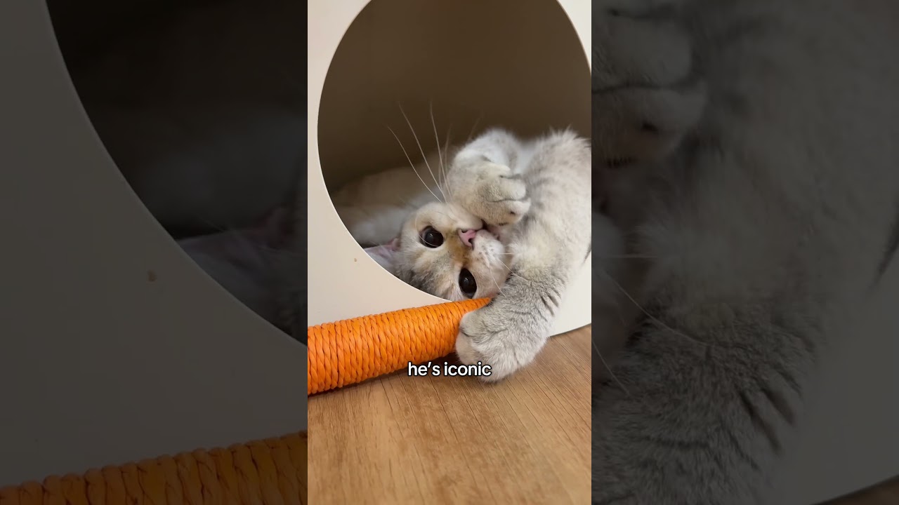 Golden Toto & His Carrot Toy 😼🥕 | Tiny Paw