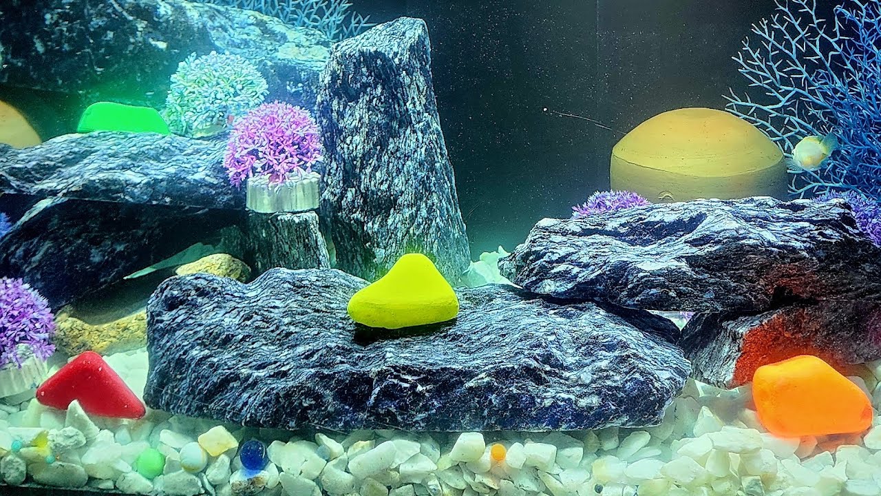 #fishes  #water  #aquarium  #lights  #beautiful