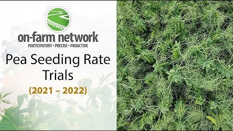 Pea Seeding Rates: On-Farm Network Results (2021-2022)