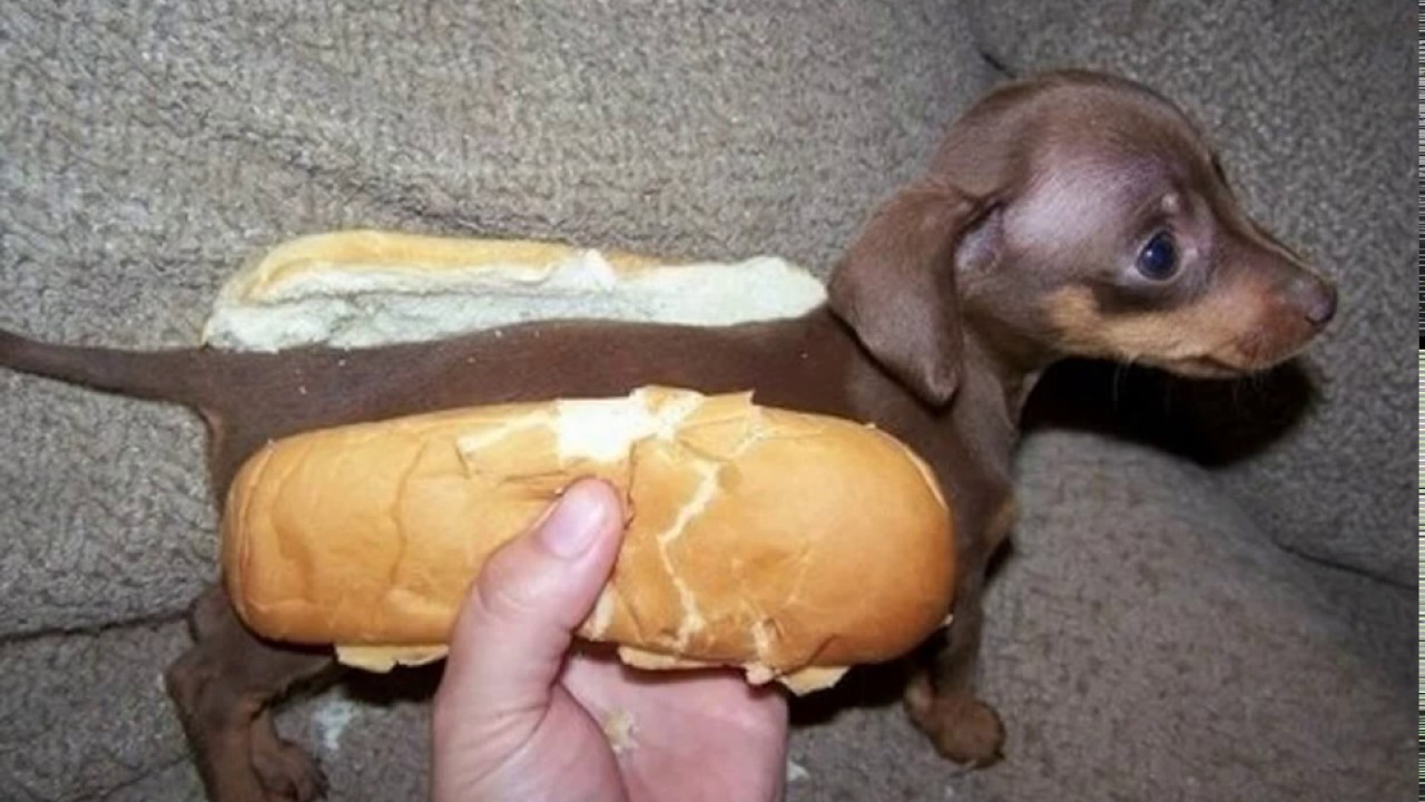 cute little puppy doing cute things