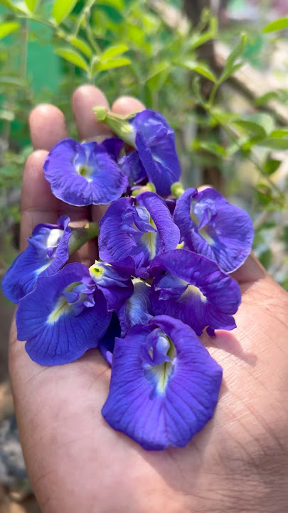 भगवान शिव का प्रिय फूल🌸How to grow aparajita from seeds ✅  #divinegarden98  #aparajita