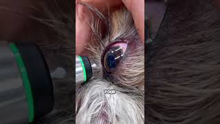 This Device Touches Your Eye For A Split Second 