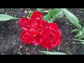 Тюльпаны и другие цветы в моем саду  | Сезон 2021