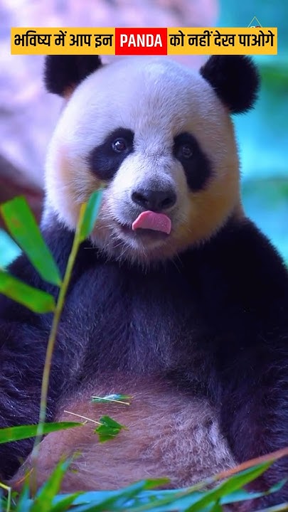 why pandas going extinct ? #shorts #trending #viralshort #panda - YouTube