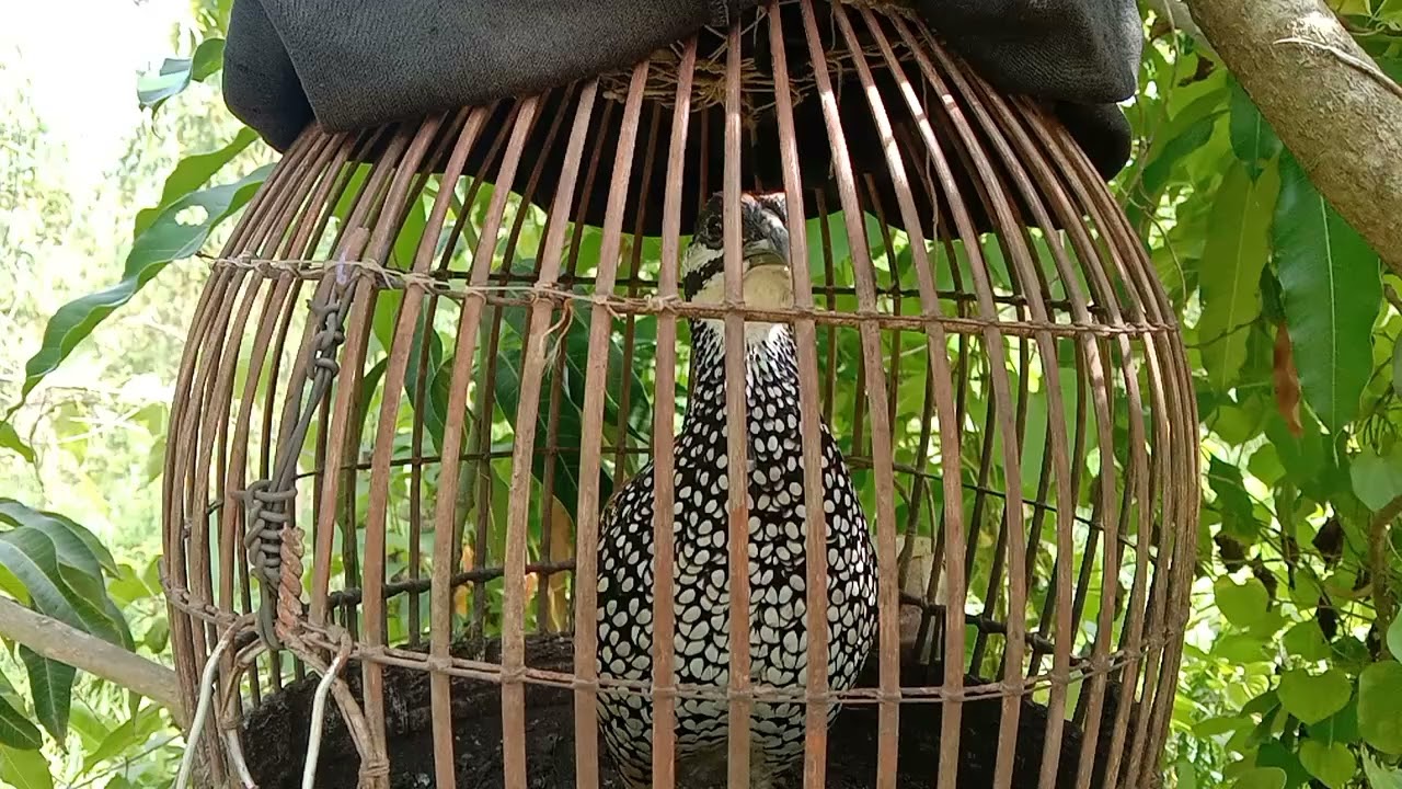 นกกระทาทุ่ง #สามก๊ก นกหลายเสียง