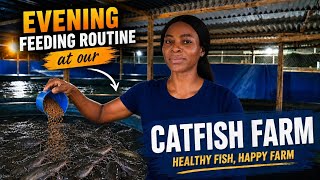 Our Evening Feeding Routine at the Catfish Farm (What We Do Every Day)