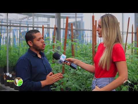 Vídeo: Como Aumentar O Efeito Anticancerígeno Dos Tomates