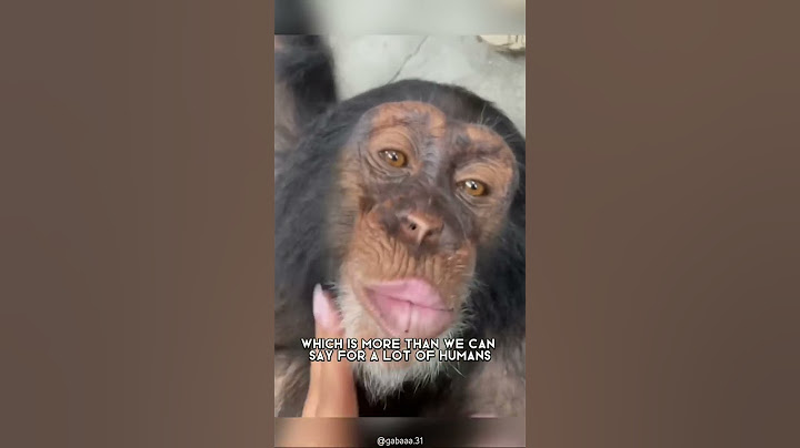Chimpanzee 🐒 The Most Intelligent Animal In The World #shorts #chimpanzee #intelligentanimal