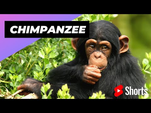Video: Este un cimpanzeu o maimuță?