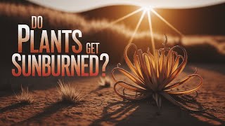 Do Plants Get Sunburned