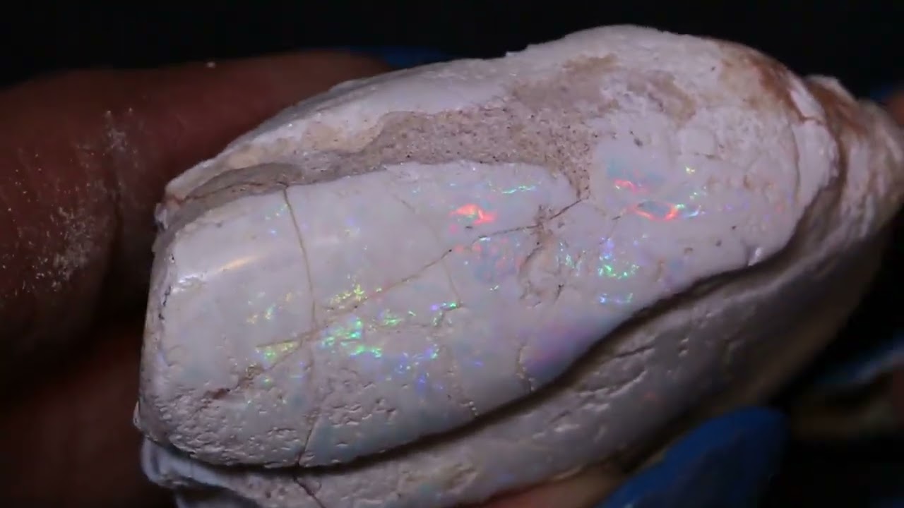 218 cts Bi valve Shell Opalized Fossil Opal FO-2591