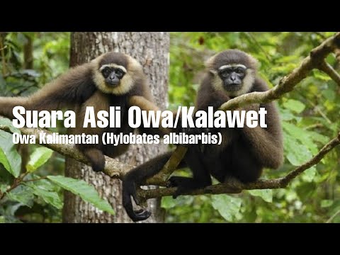 KALAWEIT - SUARA UWA UWA SETELAH HUJAN DERAS DI PAGI HARI