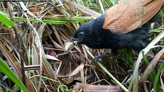 The food of baby birds is cicadas