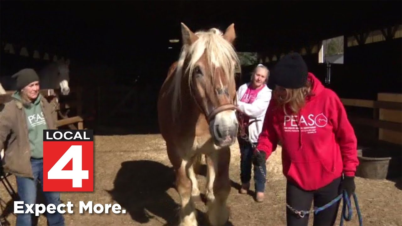 Rescued horse needs surgery in Oxford - YouTube