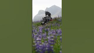 Dido - Thank you (in the lupine field)