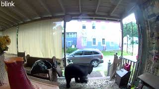 A bear takes a quick look around the Russo front porch in Cavendish