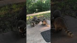 Raccoon and her Five Babies have a peaceful dinner.