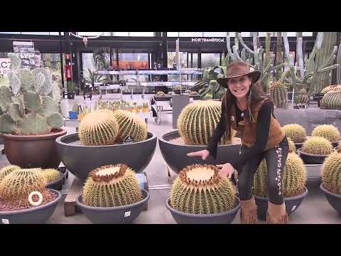 Agrosfera 2025: Desert CITY como referente de sostenibilidad y vanguardia botánica