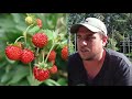 Les fraisiers de a  z  de la plantation  la rcolte  jeu concours