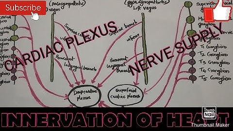 nervesupply#cardiacplexus#heart#bams#INNERVATION OF HEART