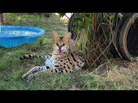 Update New Sleepy Cairo