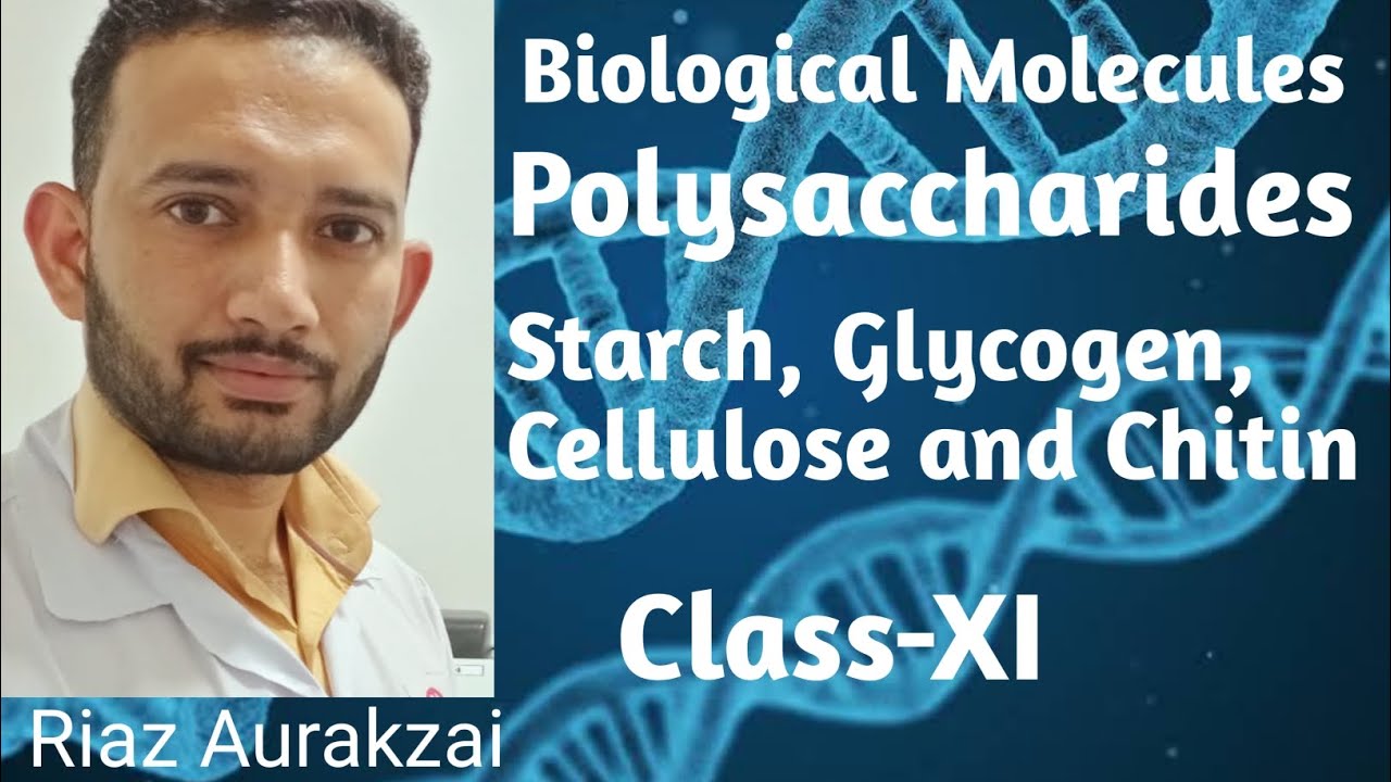 Biological Molecule (Carbohydrates) Polysaccharides Starch, Glycogen