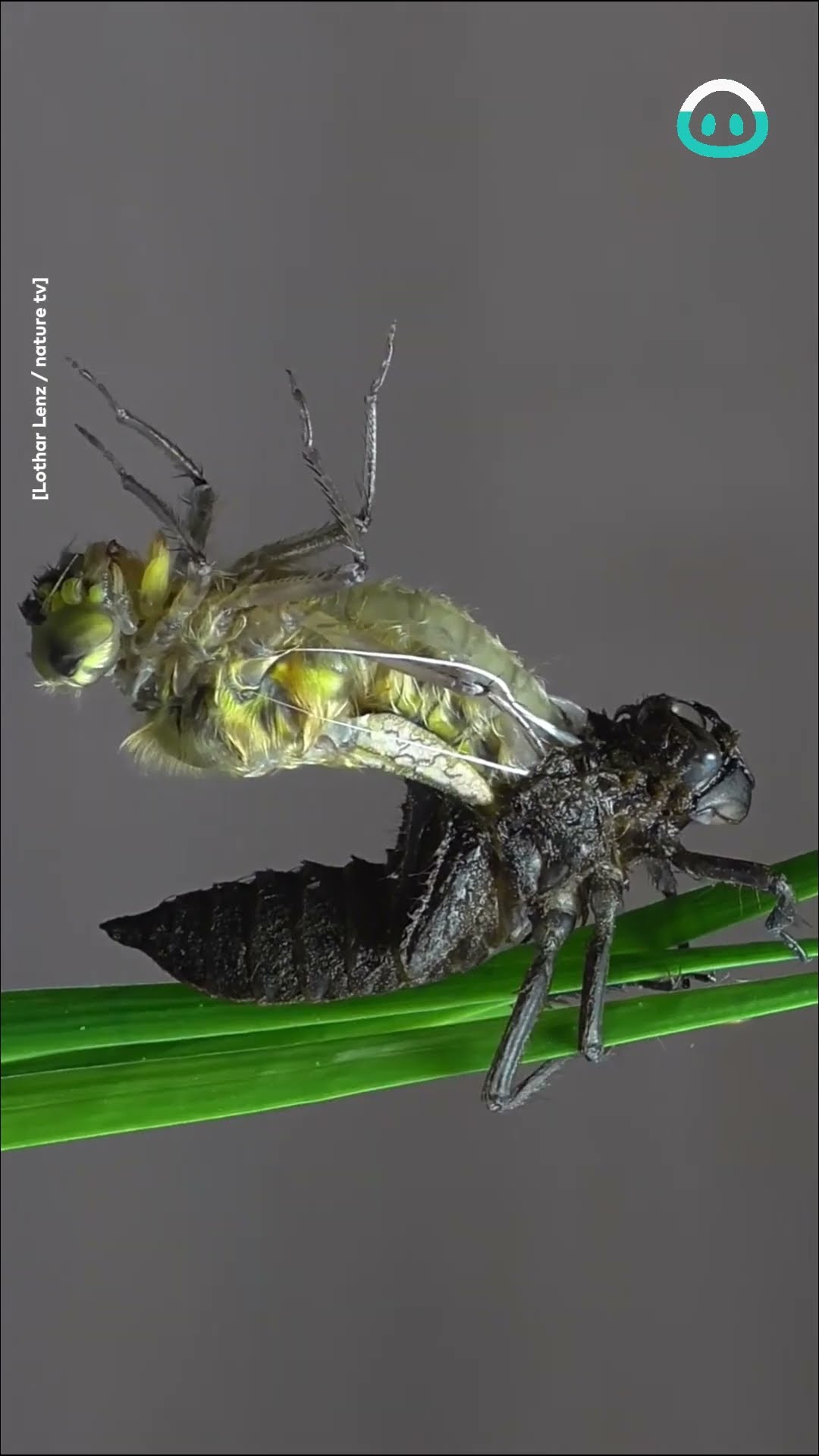 Dragonfly Larva Metamorphosis || ViralHog