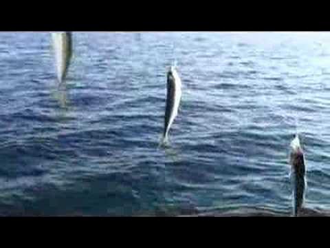 Записи рыбака. Подсекай магазин рыболовных. Подсекай, мирный. Семёныч рыбалка. Подсекай чужого судака песня.