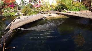 No Diesesed  Koi EVER in Ice Cold Running  Water in Canada!