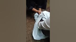 Penyembelihan Ayam Cemani Unk Dlm Ritual Syakral