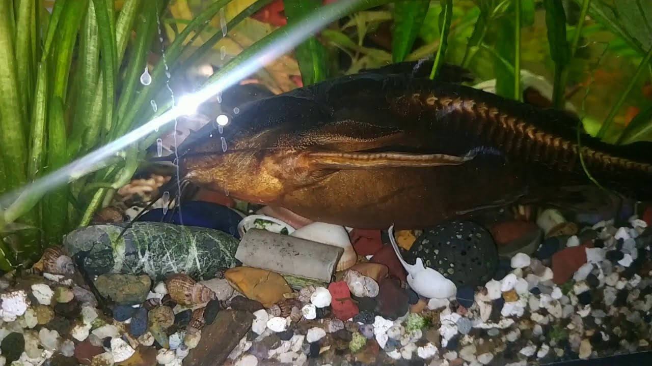 Платидорас сом. эффект обратной анарексии 🤔