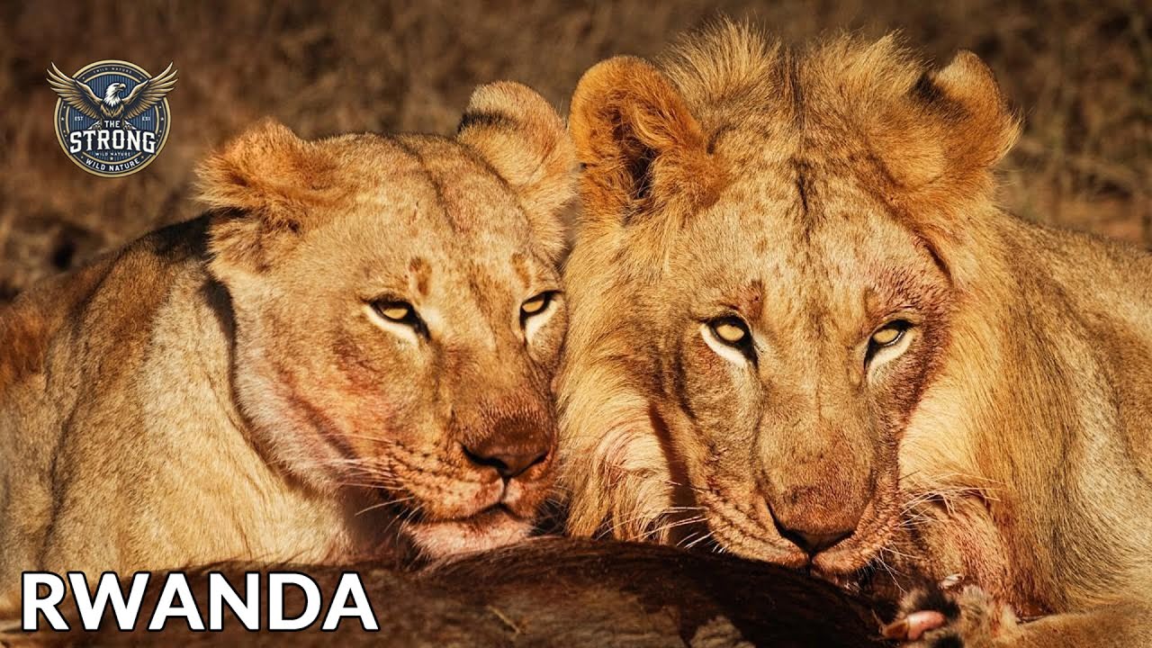 MYSTICAL RWANDA: An Adventure to the Land of Gorillas and Majestic Hills - Animal documentary