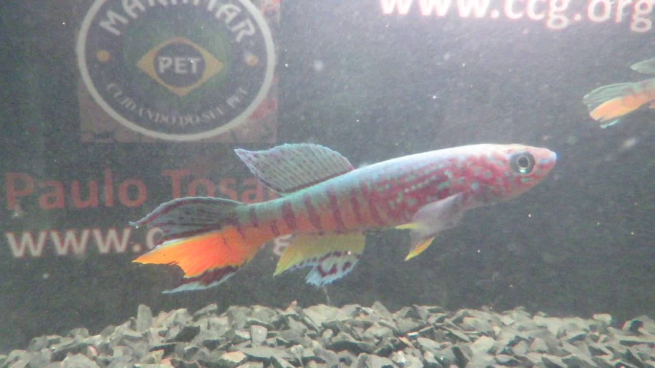 Killifish Fundulopanchax sjoestedti "Niger Delta"