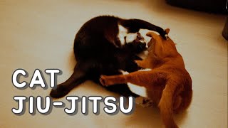 Cat Jiu-Jitsu At Night by NoLi 9,456 views 1 year ago 3 minutes, 56 seconds