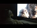 Мой кот смотрит Король Лев/ Кот смотрит фильмы/ Приколы с котами/ Смешные видео