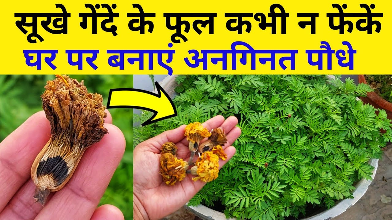 गेंदें के हजारों पौधे उगाऐं फ्री में.How to grow Marigold plant.Marigold plant care& fertilizer.
