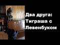 Два друга: Тиграша с Левенбуком