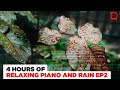 🎹 4 Hours of Calm Beautiful Piano Music • Study, Focus, Think, Meditate, Relax, Sleep, Code | EP2 🎹
