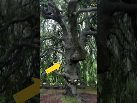 شجرة الزان المعمرة