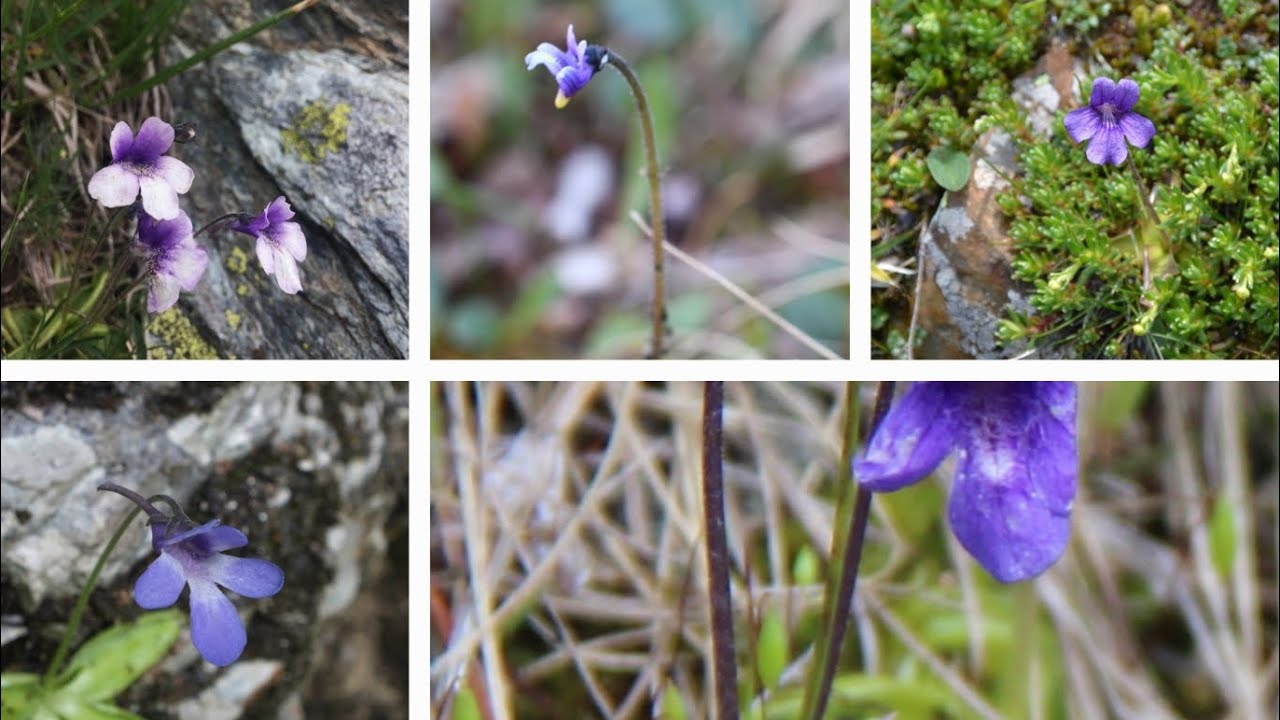 Tettegress, maigull, blærerøtter, lobeliaer og klokker 😀