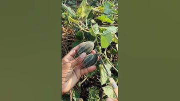 I am harvesting cucumbers #nature #farming #cucumber #shorts