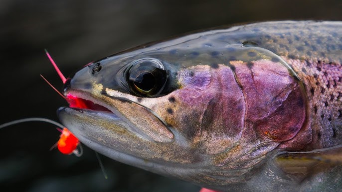 Big Brown Trout on Hellgrammite Lure (with Everyday Angler) 