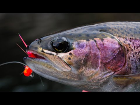 Video: How And What To Fish For Trout On The Paysite